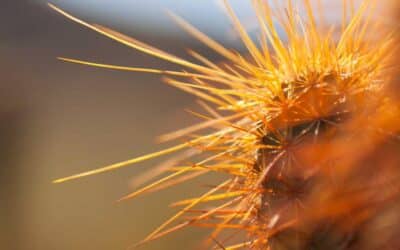 Cómo empezar una colección de arte cuando no tienes presupuesto de galerista