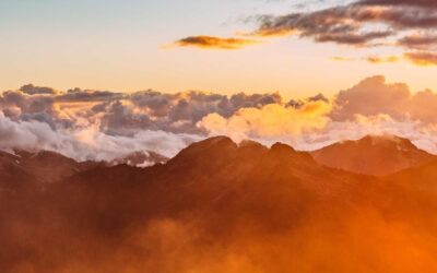 Ilustración botánica: la tendencia decorativa que nunca pasa de moda