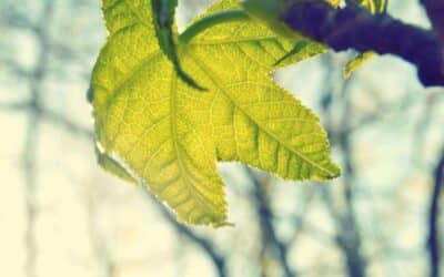 El surrealismo en casa: cómo llevar la fantasía de Dalí y Magritte a tus paredes